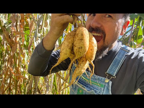Видео: СДЕЛАЕМ ВСЕ ВОЗМОЖНОЕ, КОПАЯ И ЛЕЧЕБЯ КОРНИ // Мудрость садоводства