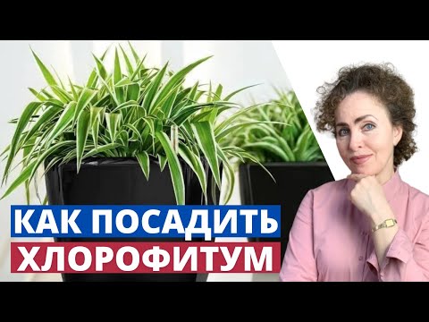 Видео: Как посадить ХЛОРОФИТУМ в домашних условиях