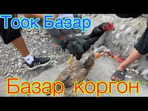 Видео: Базар коргон тоок базары тоок  ордок кааз ундушка койон баалары 😎😎