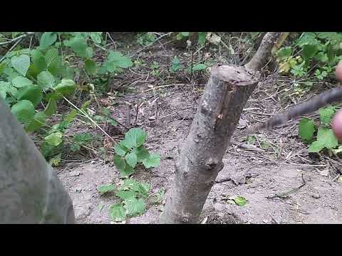 Видео: Результати щеплення грецьких горіхів на 11.06.23.