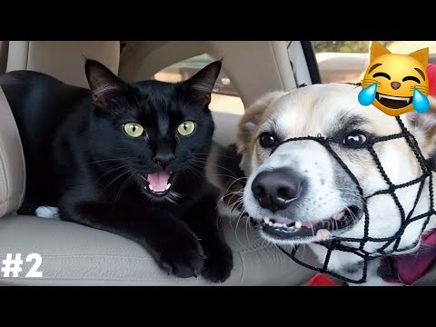 Видео: СМЕХ ДО СЛЕЗ😂 САМЫЕ СМЕШНЫЕ КОШКИ И СОБАКИ 😹🐶 #2
