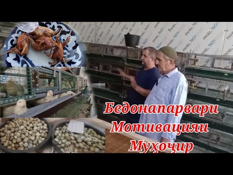 Видео: Ҳавасманди (мотивация)  барои Муҳоҷирон парвариши Бедона ( перепела)