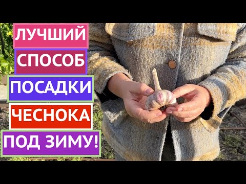 Видео: ПОСАДИТЕ ЧЕСНОК ЭТИМ СПОСОБОМ ПОД ЗИМУ И БУДЕТЕ В ВОСТОРГЕ ОТ РЕЗУЛЬТАТА!