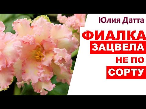 Видео: Фиалка зацвела не по сорту. Юлия Датта