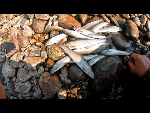 Видео: Ловля Хариуса Рыбалка в Тайге 2025