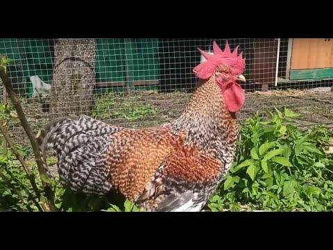 Видео: Билефельдеры. Весна