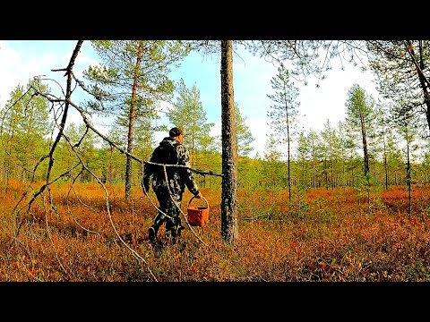 Видео: Грибник перешел болото, зашёл в лес, а там... Тихая охота в конце сентября. Ягоды и грибы 2024