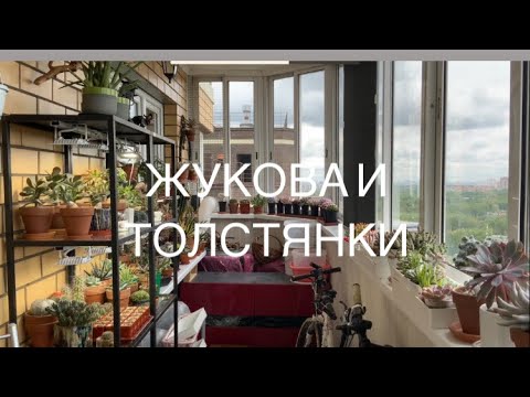 Видео: Обзор растений, весна 2022 г. Эчеверии, крассулы, кактусы, хавортии, эониумы, агавы и многое другое.