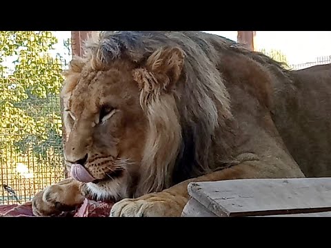 Видео: Лев ШЕРХАН, покажи улыбку!  Царский поздний обед. / Толстый ПОРШ.