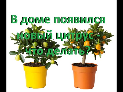 Видео: НОВЫЙ ЦИТРУС В ДОМЕ - ЧТО ДЕЛАТЬ В ПЕРВУЮ ОЧЕРЕДЬ?