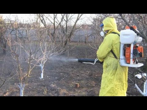 Видео: Жазгы дарылоо жумуштары
