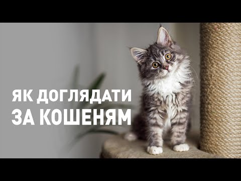 Видео: Советы по уходу за котёнком. Какое питание выбрать? Когда посетить ветеринарного врача?