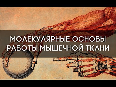 Видео: 4 Тренировки на ГИПЕРТРОФИЮ и МИТОХОДРИИ для ГМВ и ОМВ