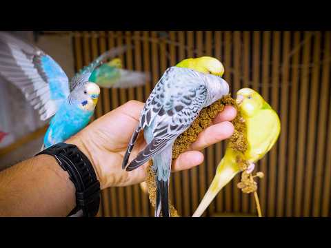 Видео: Прощаюсь с моим любимым 7-летним волнистым попугайчиком