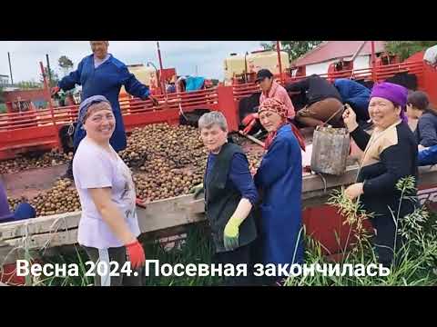 Видео: Картошка - второй Хлеб. Об этом лучше всего знают в ТОО АСТЫК-СТЕМ с. Карагаш Тайыншинский р-он СКО