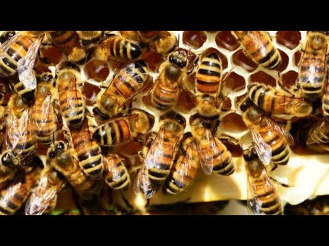 Видео: ПЧЁЛЫ 🐝🐝. КЛЕЩ ТРОПИЛАЕЛАПС МЫСЛИ ВСЛУХ.