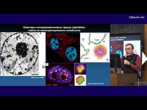 Видео: Киреев И.И. - Клеточная биология - 6. Процессинг РНК. Нехроматиновые домены ядра