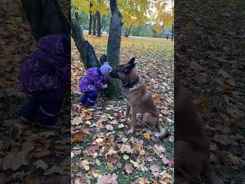 Видео: Малинуа на работе: пастьба и охрана.