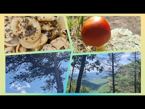 Видео: Поехали за красотой в Cloudland Canyon State Park, а оказалось- за грибами😀