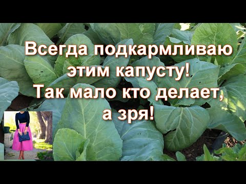 Видео: Чем подкормить капусту чтобы она быстрее росла. Проще не бывает! Подкормка капусты в открытом грунте