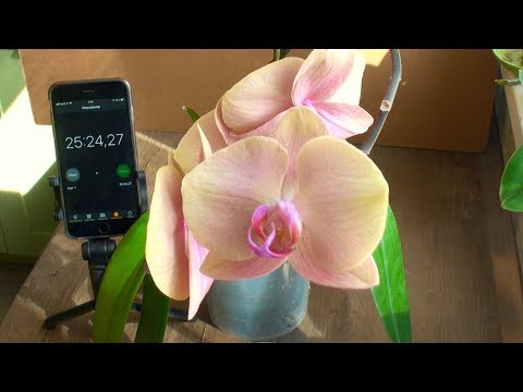 Видео: НОСКИ ДЛЯ ОРХИДЕЙ и ПЕРЕКИСЬ ВОДОРОДА от ЗЕЛЕНИ В ГОРШКАХ