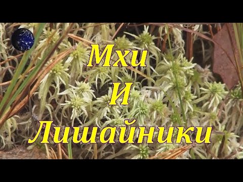 Видео: Мхи и лишайники