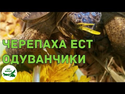 Видео: черепаха ест одуванчики