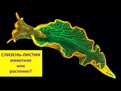 Видео: Элизия: животное превращается в растение? Наталья Носова.