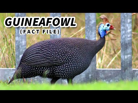 Видео: Факты о цесарках: Цесарка 🐥 Файлы с фактами о животных