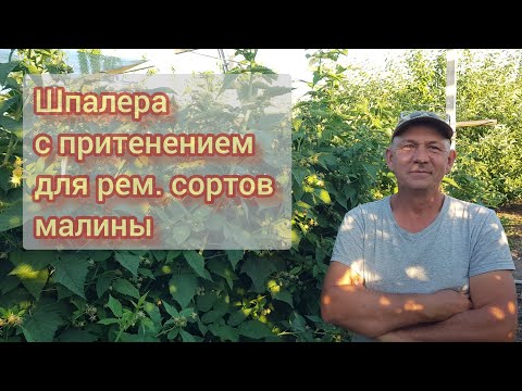 Видео: Ремонтантный сорт малины Атлант и ХимбоТоп.Шпалера с притенением