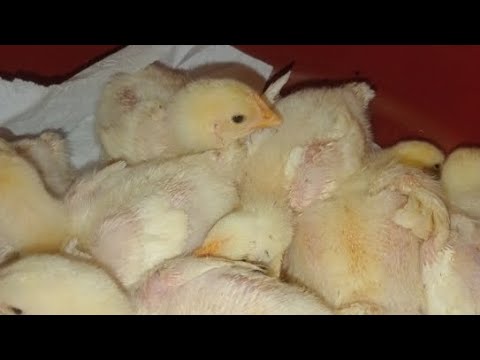 Видео: "Русские бройлеры в квартире в прямом эфире!