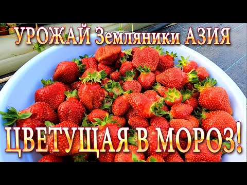 Видео: УРОЖАЙ Земляники АЗИЯ, Цветущая в МОРОЗ в Туннеле! #дача #земляника