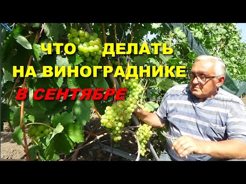 Видео: ОСНОВНЫЕ РАБОТЫ НА ВИНОГРАДНИКЕ В СЕНТЯБРЕ