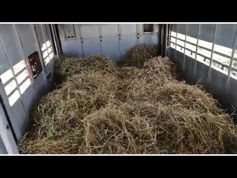 Видео: Жизнь Дальнобойщика// Перевозка коров