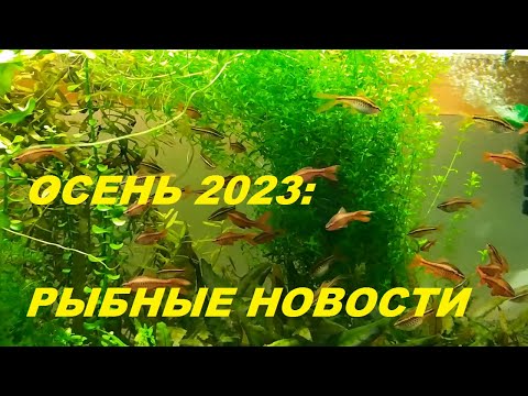 Видео: Осень 2023.  Рыбные новости