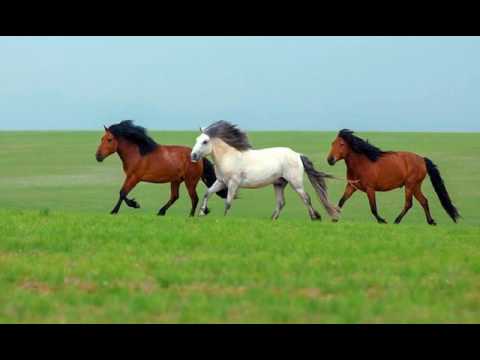 Видео: Гишигдэл сайтай хээр