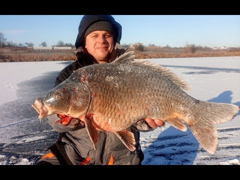 Видео: Ну и клюнуло! Удочка трещит, леска рипит, сосед матерится! Зимняя рыбалка на карпа со льда!