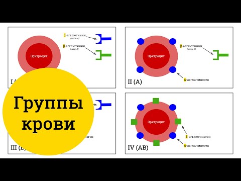 Видео: Группы крови человека (AB0) – самое простое объяснение