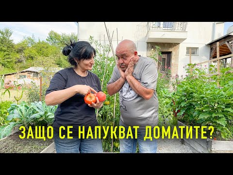 Видео: Защо се напукват доматите и как да го предотвратим?