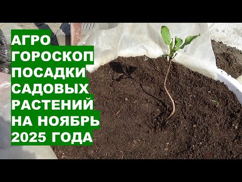 Видео: Самые Лучшие Дни Для Посадки Саженцев в Ноябре 2025!