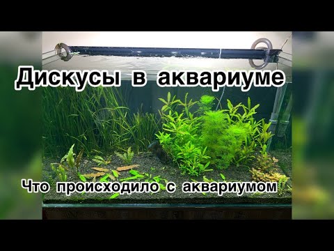 Видео: Дискусы в аквариуме