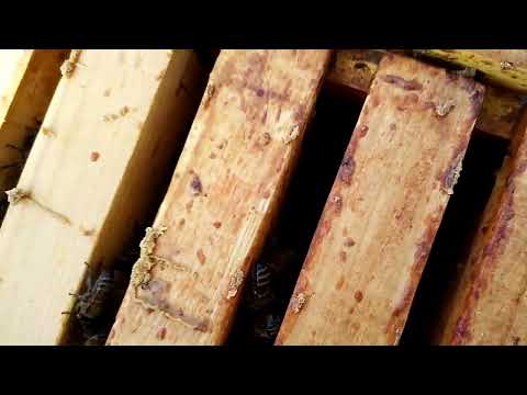 Видео: Пчеловодство  Когда  пчёлы начинают собираться  (формировать )   в клуб.?