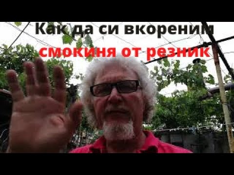 Видео: № 256   Как да си вкореним смокиня от резник? How to root a fig from a cutting? - 18.07.2020 г.