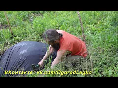 Видео: ПОДГОТОВКА К ПОСАДКЕ САЖЕНЦА МОРОЗОСТОЙКОГО ОРЕХА