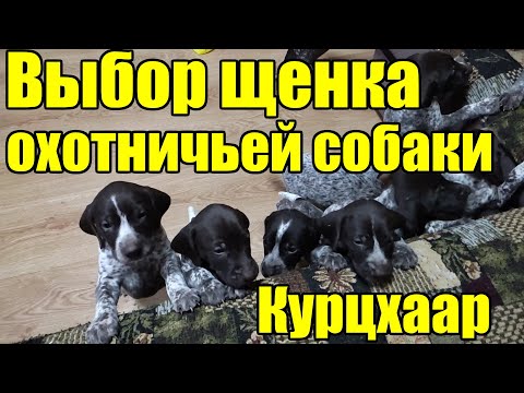 Видео: Выбор щенка охотничьей собаки. Курцхаар.