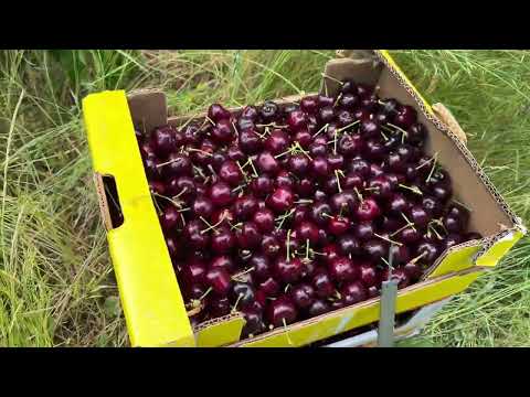 Видео: Перспективный сорт черешни Эрли Стар.