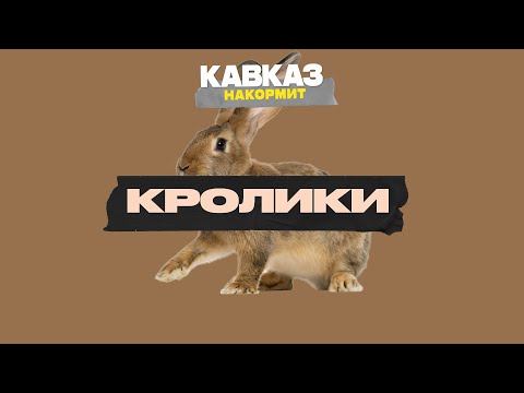 Видео: Кавказ накормит. Кролики