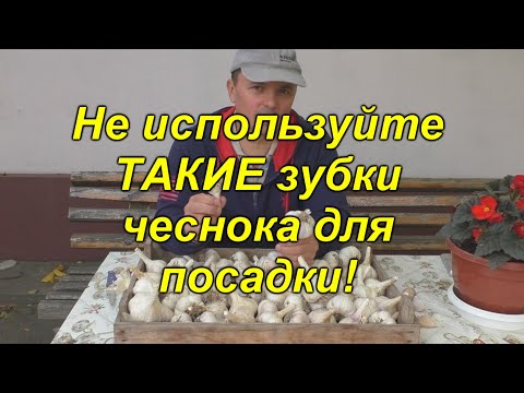 Видео: Головки чеснока будут крупными - отбираем зубчики для посадки.