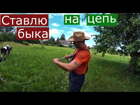 Видео: БЫК НА ОТКОРМЕ НА ЦЕПИ