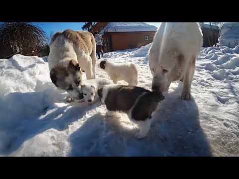 Видео: ПЕРВАЯ ПРОГУЛКА ЩЕНКОВ АЛАБАЯ НА УЛИЦЕ